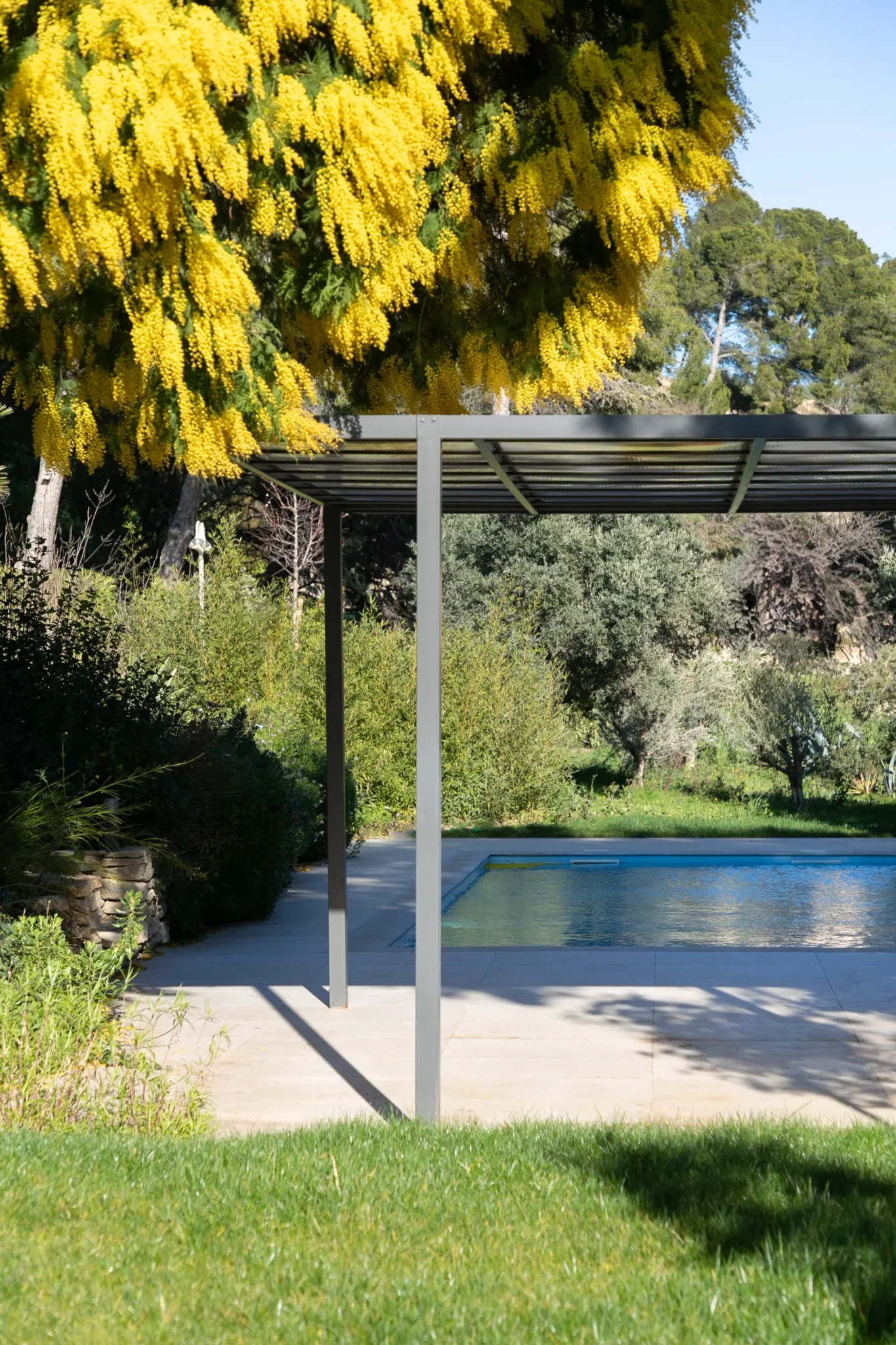 rénovation maison provençale vue de la piscine avec pool house et pergola mimosa en fleurs