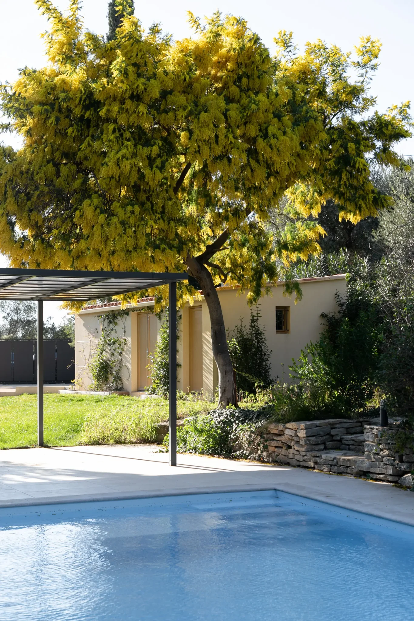rénovation maison provençale vue de la piscine avec pool house et pergola mimosa en fleurs